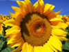 Suncokret