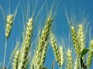 Žitarice sadrže ugljene hidrate, proteine, minerale i vitamine
