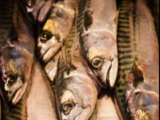 U sardinama se nalaze i vitamini i minerali