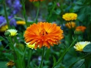 Calendula officinalis ili neven